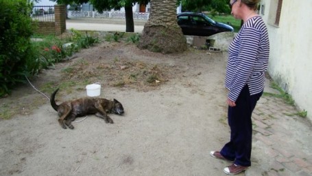 Denuncian matanza de perros en Laguna Seca