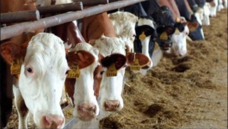 Los gases de 90 vacas hicieron explotar un establo en Alemania