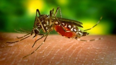 Detectan un posible caso de dengue en Ituzaingó