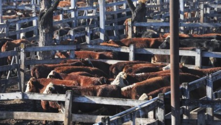 El Gobierno acusó a los holdouts de trabar exportaciones de carnes argentinas