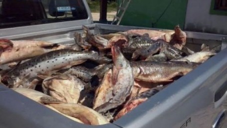 Incautan casi 2 toneladas de peces en zona de Derqui
