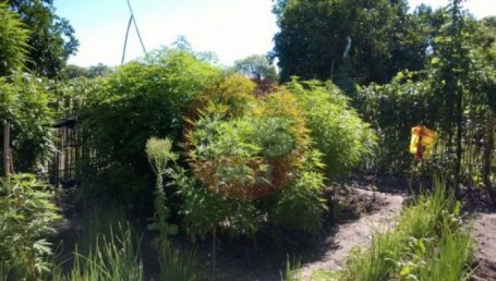 Empedrado: secuestran 32 plantas de marihuana
