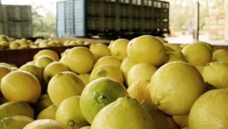 EEUU evaluará un pedido de Argentina para la importación de limones