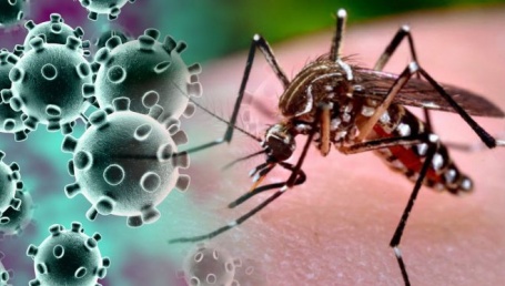 Brote de Dengue en Corrientes: "En todos los barrios está el mosquito Aedes aegypti"